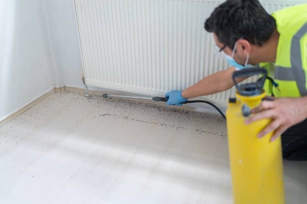 Best Ant Control Services  in Laughlin, NV